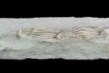 Two Crinoid (Macrocrinus) Fossils - Crawfordsville, Indiana #99941-2